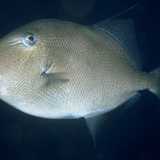 Pesce balestra